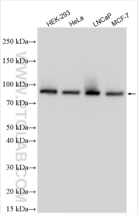 Western Blot (WB) analysis of various lysates using KAT2A/GCN5 Recombinant antibody (84669-2-RR)