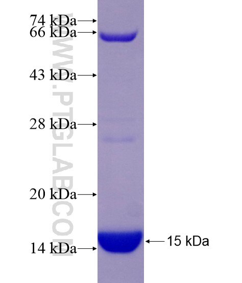 KAT2A fusion protein Ag29021 SDS-PAGE