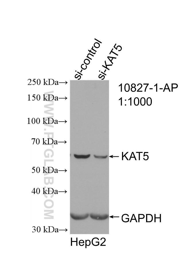 Western Blot (WB) analysis of HepG2 cells using TIP60/KAT5 Polyclonal antibody (10827-1-AP)
