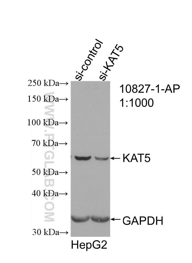 WB analysis of HepG2 using 10827-1-AP