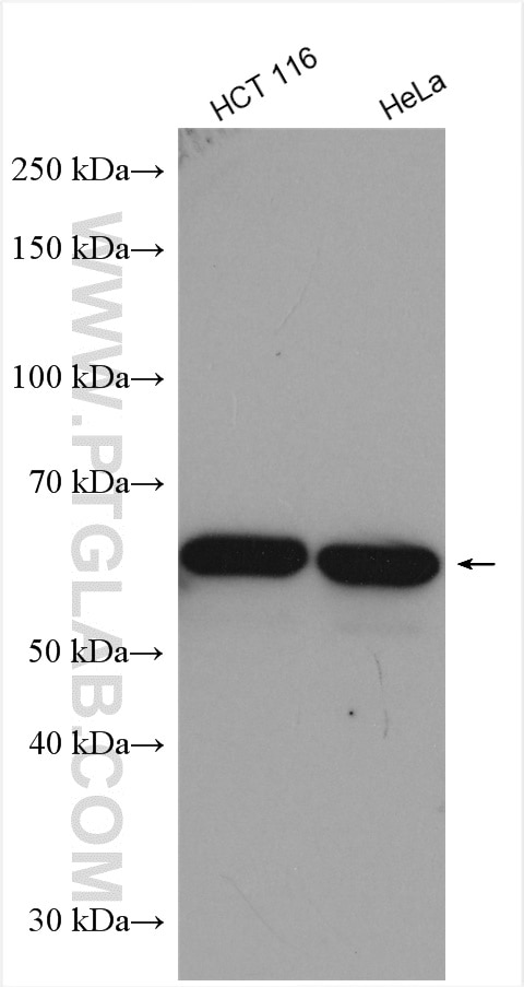 Western Blot (WB) analysis of various lysates using KATNA1 Polyclonal antibody (17560-1-AP)