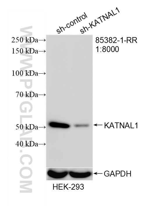 WB analysis of HEK-293 using 85382-1-RR (same clone as 85382-1-PBS) Western Blot (WB) analysis of HEK-293 cells using KATNAL1 Recombinant monoclonal antibody (85382-1-RR)