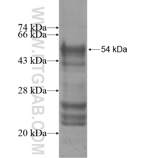 KATNAL1 fusion protein Ag13865 SDS-PAGE