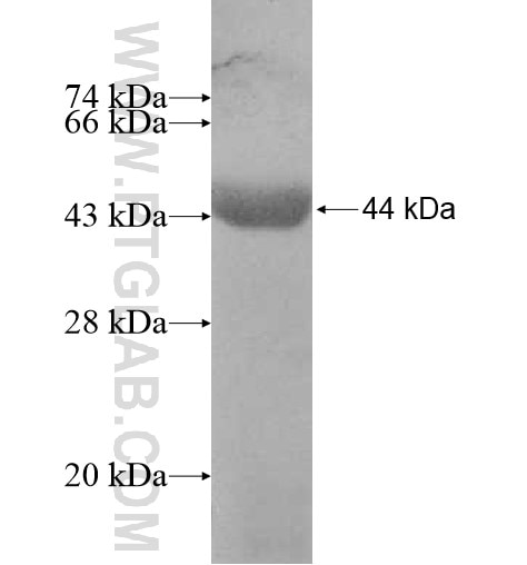 KATNAL2 fusion protein Ag10950 SDS-PAGE