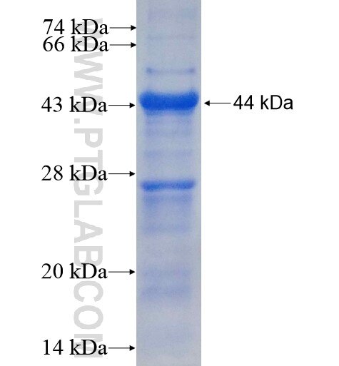 KATNB1 fusion protein Ag14625 SDS-PAGE
