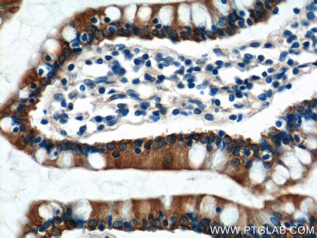Immunohistochemistry (IHC) staining of human small intestine tissue using KAZALD1 Polyclonal antibody (20815-1-AP)