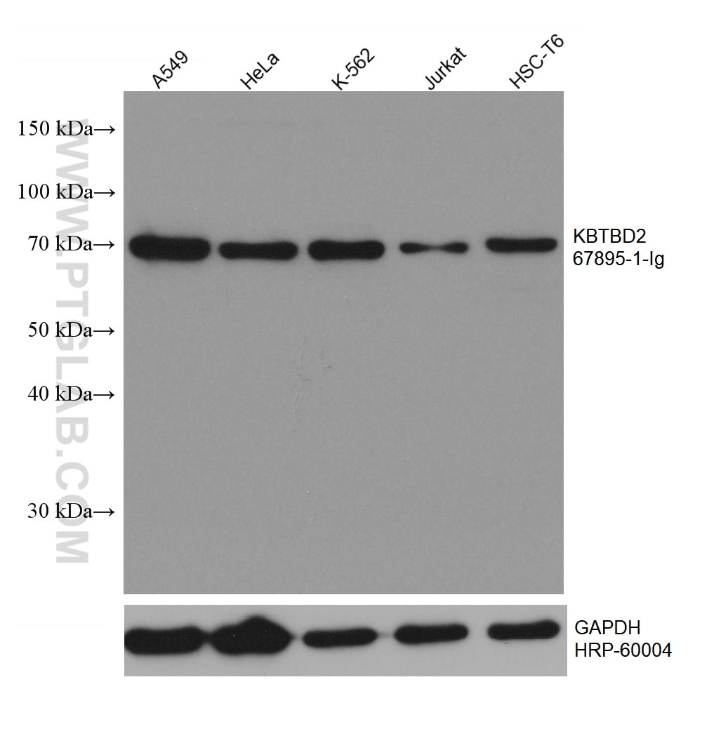 Western Blot (WB) analysis of various lysates using KBTBD2 Monoclonal antibody (67895-1-Ig)