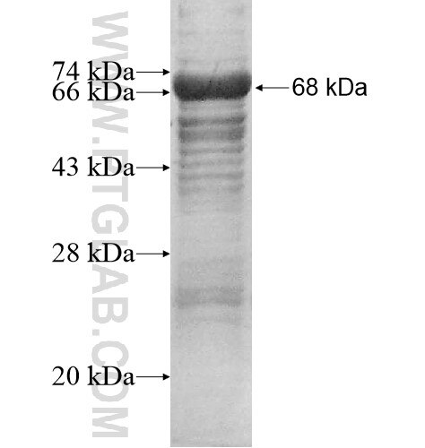 KBTBD4 fusion protein Ag14261 SDS-PAGE