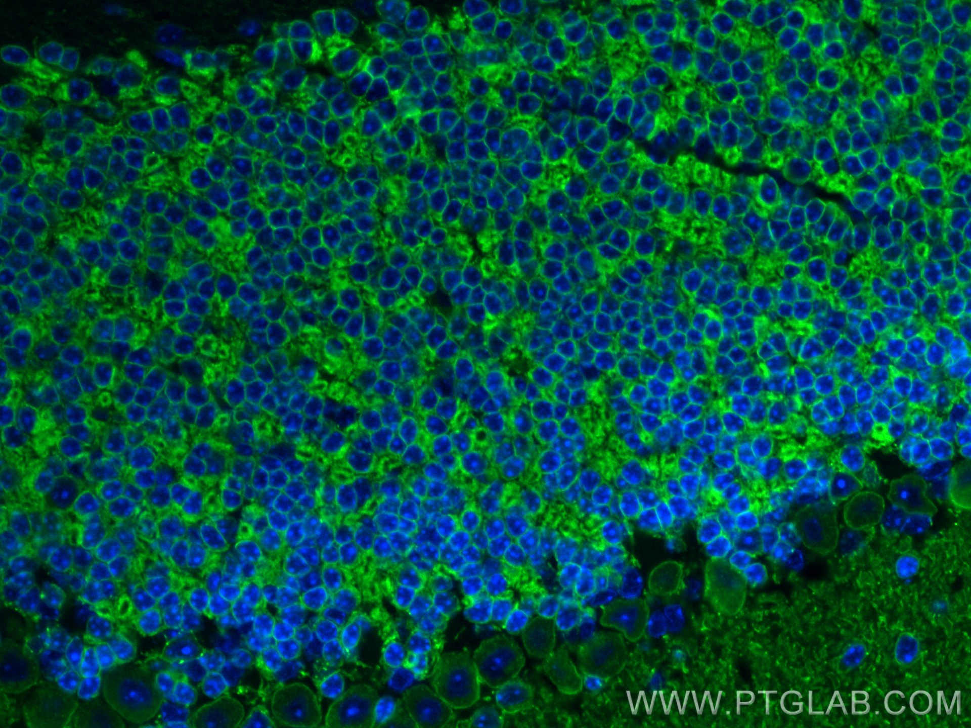 Immunofluorescence (IF) / fluorescent staining of mouse cerebellum tissue using KCC2/SLC12A5 Polyclonal antibody (28724-1-AP)