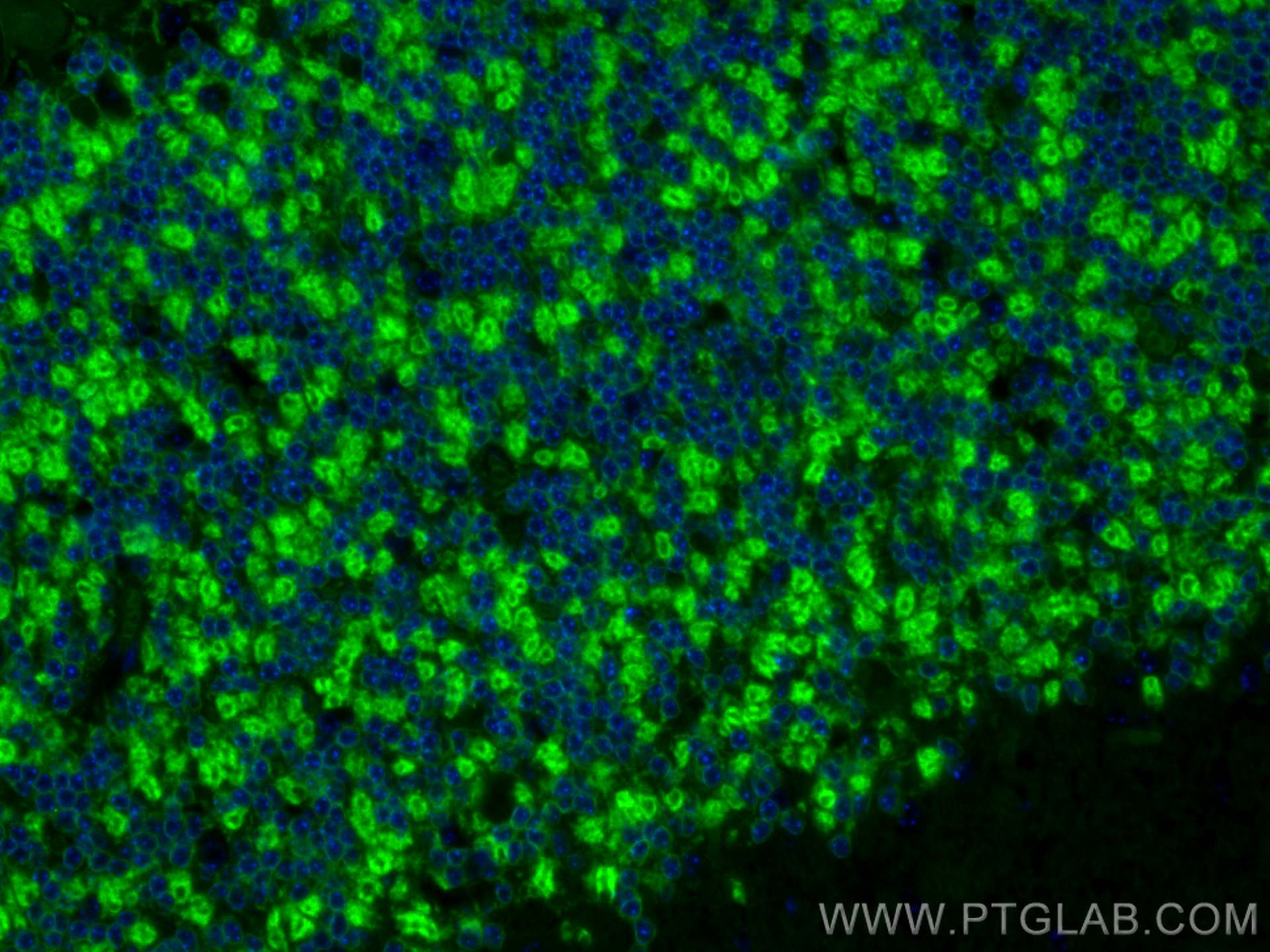 Immunofluorescence (IF) / fluorescent staining of mouse cerebellum tissue using CoraLite® Plus 488-conjugated KCC2/SLC12A5 Polyclo (CL488-28724)