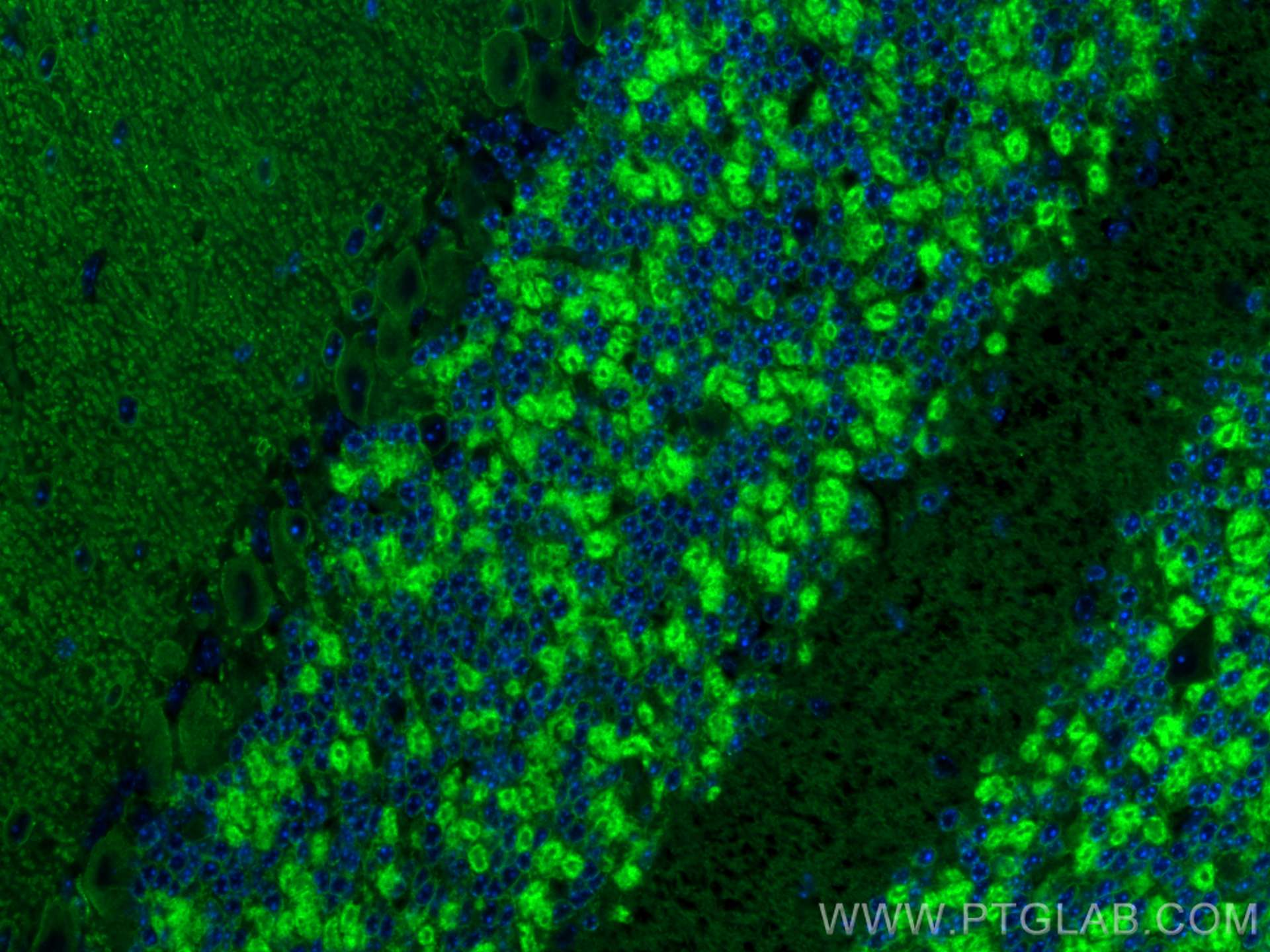 Immunofluorescence (IF) / fluorescent staining of mouse cerebellum tissue using CoraLite® Plus 488-conjugated KCC2/SLC12A5-Specifi (CL488-19565)
