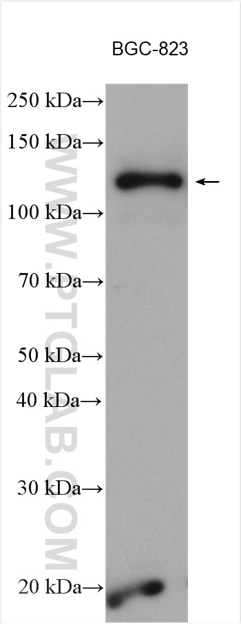 Western Blot (WB) analysis of various lysates using KCC4/SLC12A7 Polyclonal antibody (26590-1-AP)