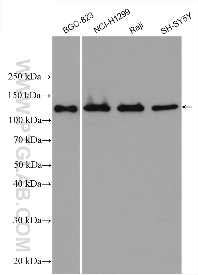 Western Blot (WB) analysis of various lysates using KCC4/SLC12A7 Polyclonal antibody (26590-1-AP)