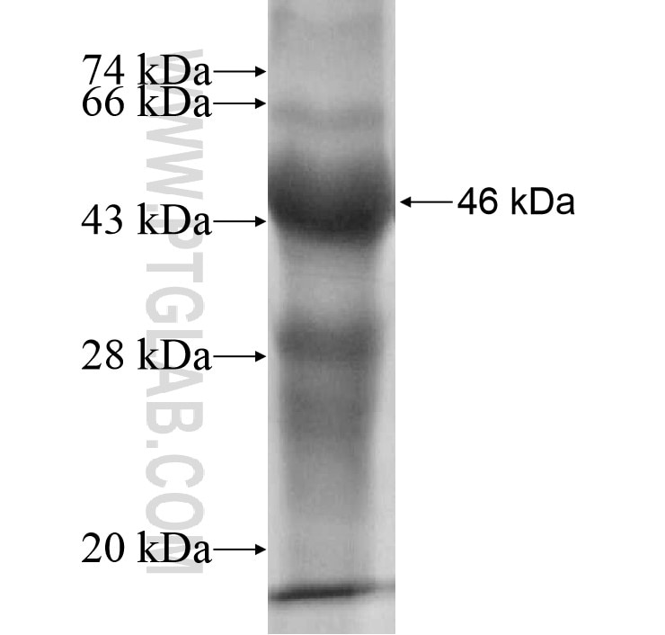 KCNA1 fusion protein Ag12699 SDS-PAGE