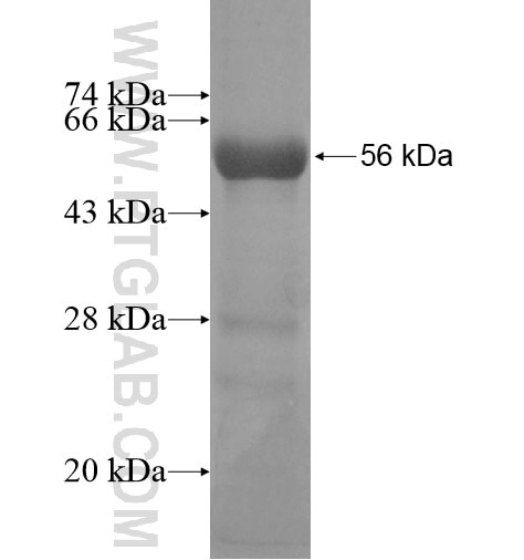 KCNA10 fusion protein Ag12434 SDS-PAGE