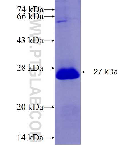 KCNA2 fusion protein Ag5639 SDS-PAGE