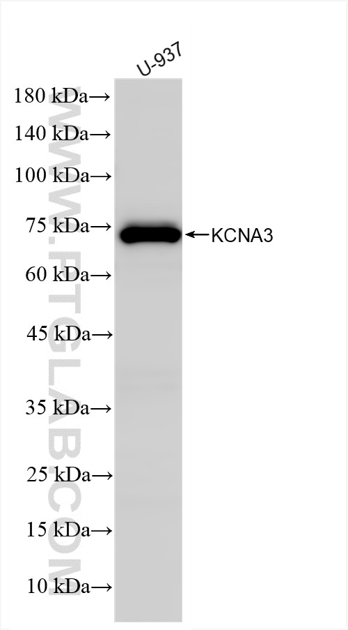 Western Blot (WB) analysis of U-937 cells using KCNA3 Recombinant antibody (85049-4-RR)