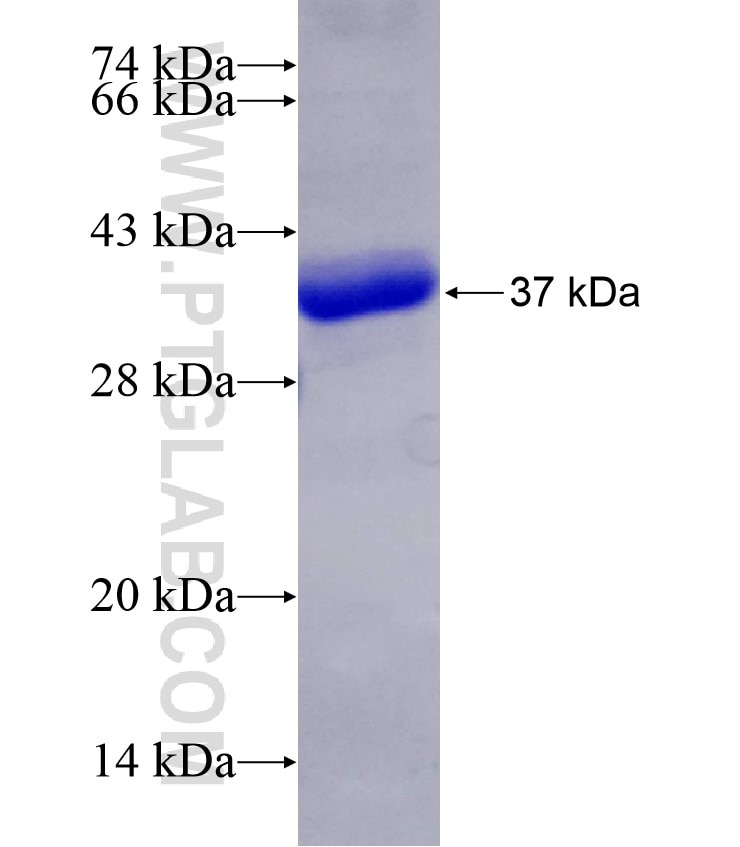 KCNA3 fusion protein Ag14859 SDS-PAGE