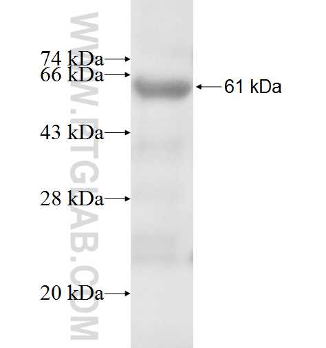 KCNA3 fusion protein Ag5204 SDS-PAGE
