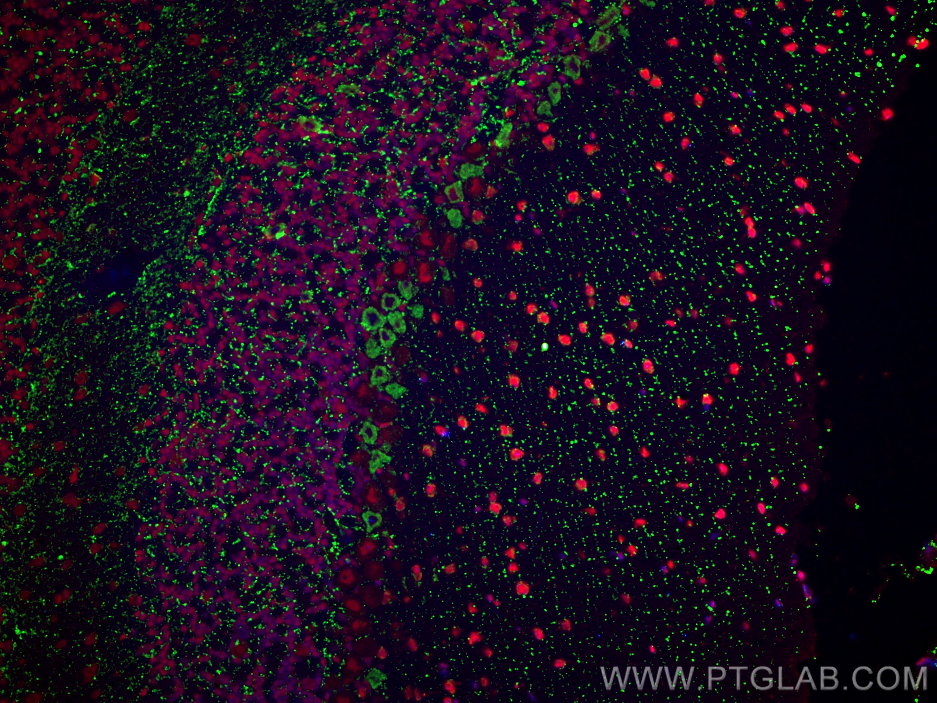 Immunofluorescence (IF) / fluorescent staining of mouse cerebellum tissue using KCNA6 Polyclonal antibody (31900-1-AP)
