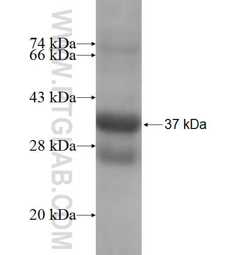 KCNAB1 fusion protein Ag6339 SDS-PAGE