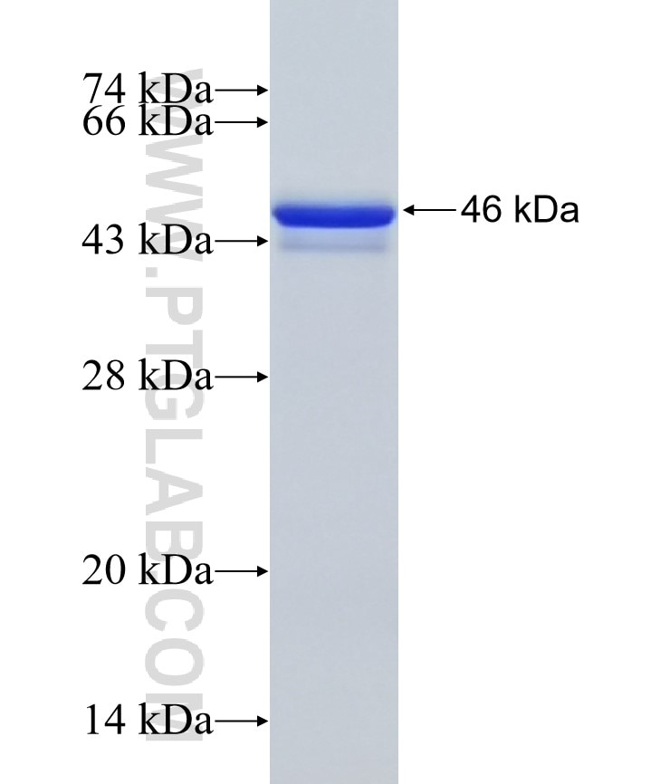 KCNAB2 fusion protein Ag12096 SDS-PAGE