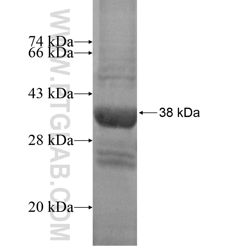 KCNAB3 fusion protein Ag16373 SDS-PAGE