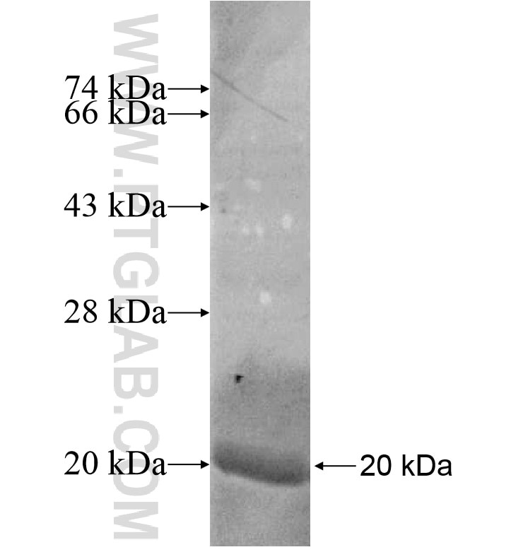 KCNAB3 fusion protein Ag16768 SDS-PAGE