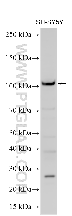 Western Blot (WB) analysis of various lysates using KCNB1-Specific Polyclonal antibody (19963-1-AP)