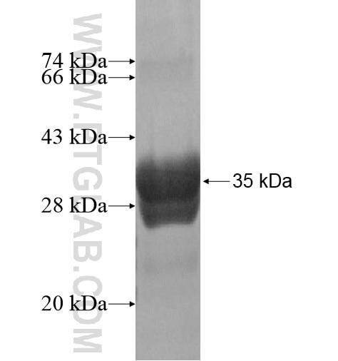 KCNC1 fusion protein Ag15985 SDS-PAGE