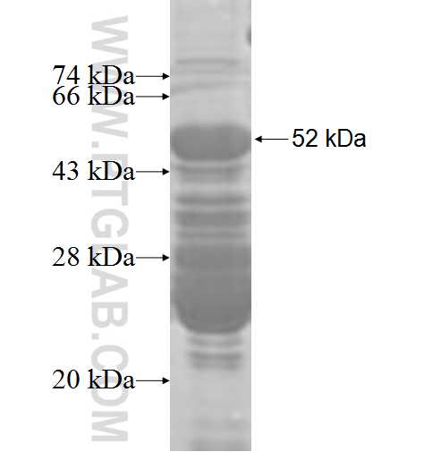 KCND1 fusion protein Ag4751 SDS-PAGE