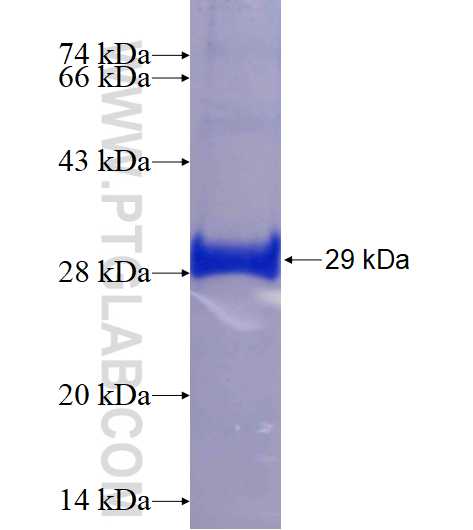 KCND2 fusion protein Ag16572 SDS-PAGE