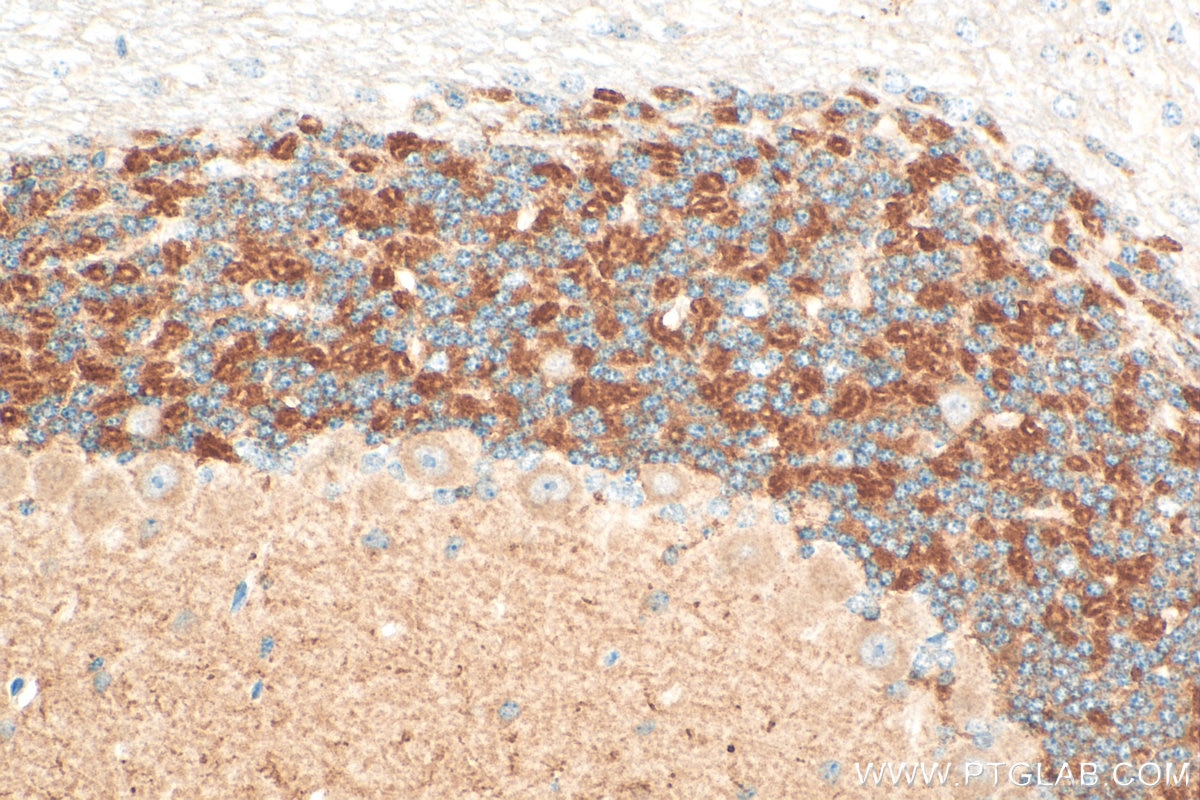 Immunohistochemistry (IHC) staining of mouse cerebellum tissue using KCND3 Polyclonal antibody (25468-1-AP)