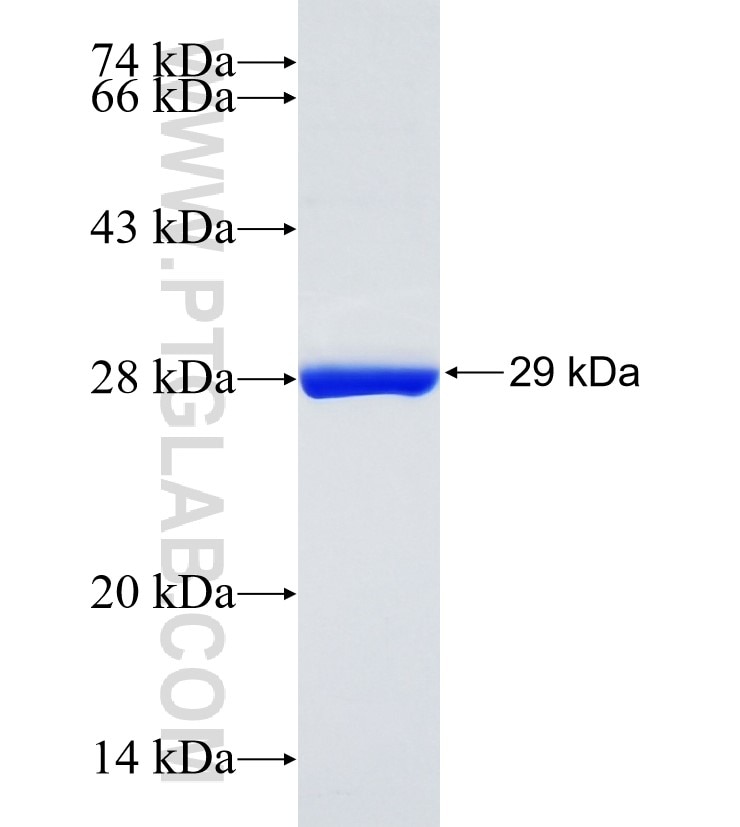 KCND3 fusion protein Ag22183 SDS-PAGE