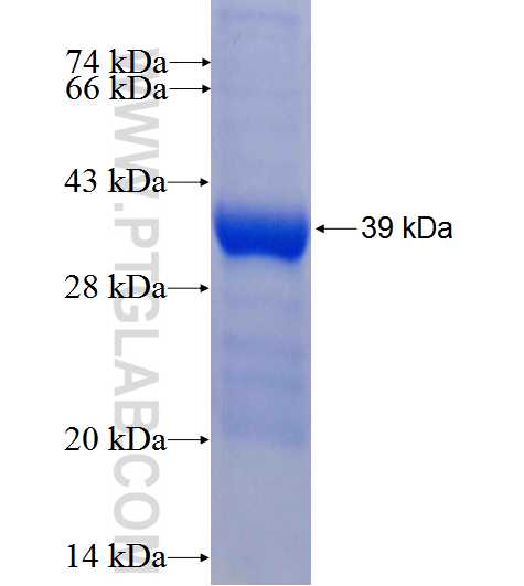 KCNE1 fusion protein Ag3495 SDS-PAGE