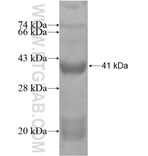 KCNE1L fusion protein Ag4849 SDS-PAGE