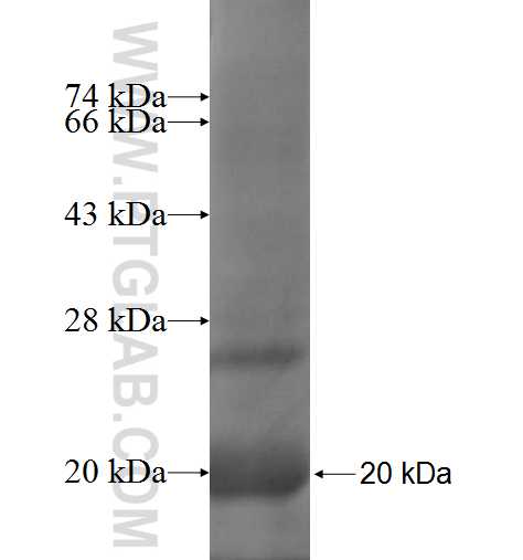 KCNE1L fusion protein Ag5161 SDS-PAGE