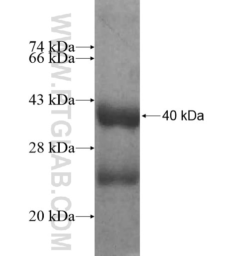 KCNE2 fusion protein Ag12336 SDS-PAGE