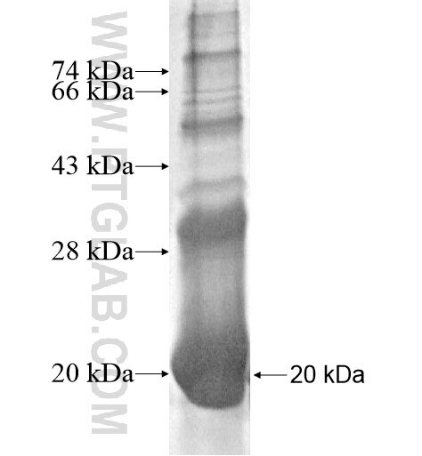 KCNE2 fusion protein Ag12522 SDS-PAGE