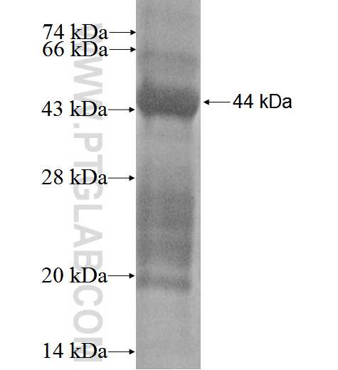 KCNE4 fusion protein Ag1928 SDS-PAGE