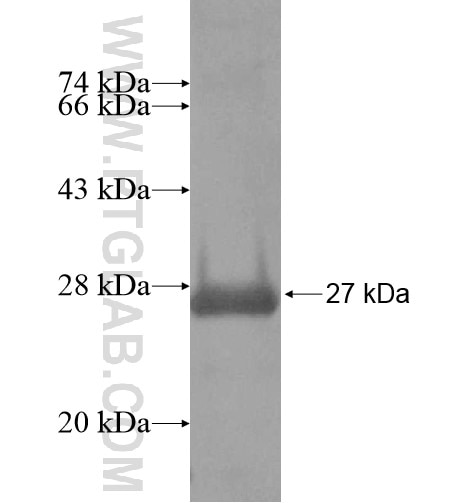 KCNF1 fusion protein Ag14857 SDS-PAGE