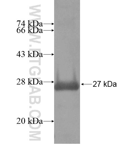 KCNF1 fusion protein Ag14857 SDS-PAGE