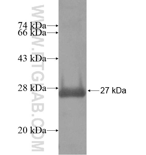 KCNF1 fusion protein Ag14857 SDS-PAGE