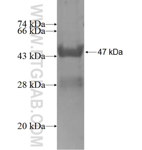 KCNF1 fusion protein Ag3868 SDS-PAGE