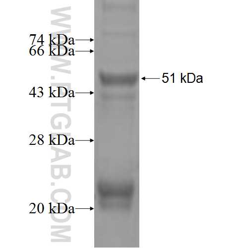 KCNG1 fusion protein Ag4839 SDS-PAGE