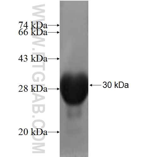 KCNG1 fusion protein Ag5034 SDS-PAGE