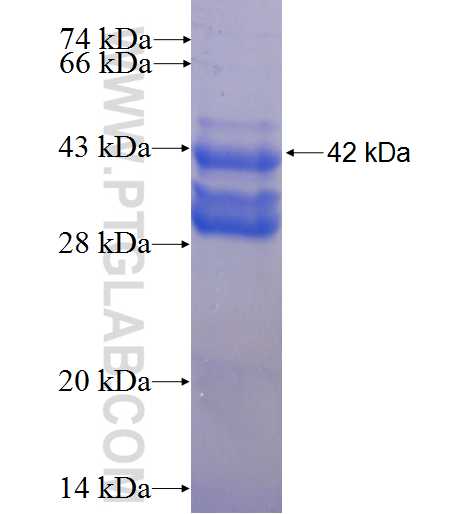 KCNG4 fusion protein Ag0855 SDS-PAGE