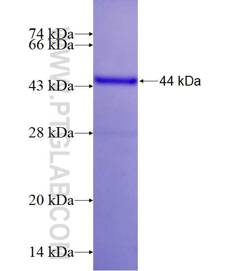 KCNH1 fusion protein Ag16647 SDS-PAGE