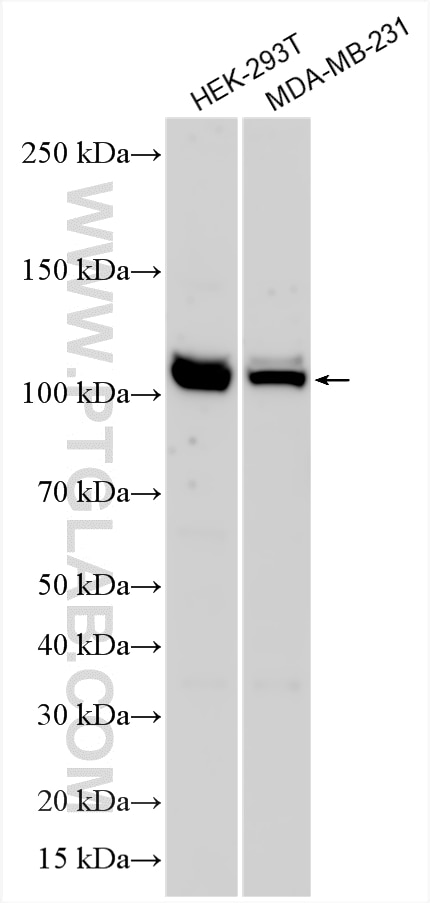 Western Blot (WB) analysis of various lysates using KCNH2 Polyclonal antibody (30853-1-AP)