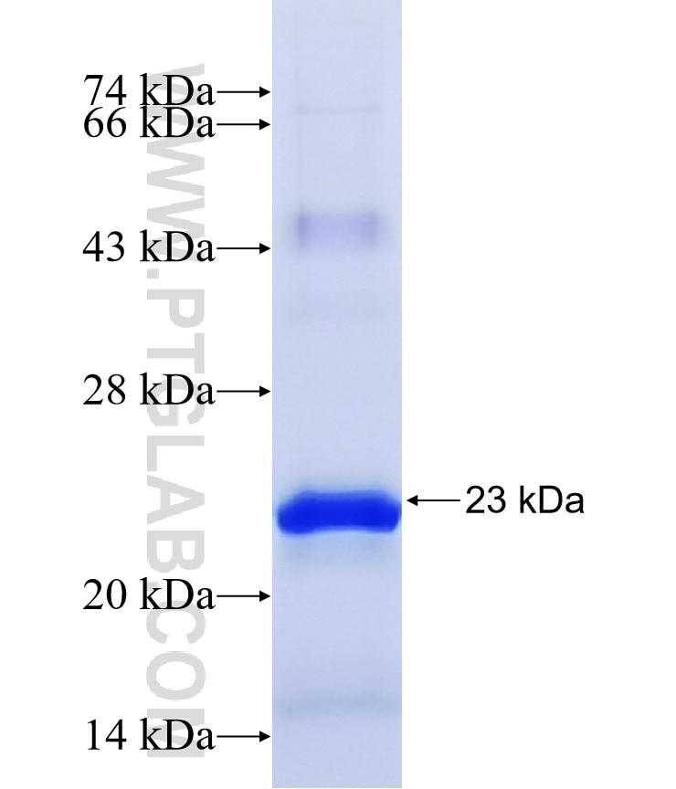 KCNH2 fusion protein Ag14836 SDS-PAGE
